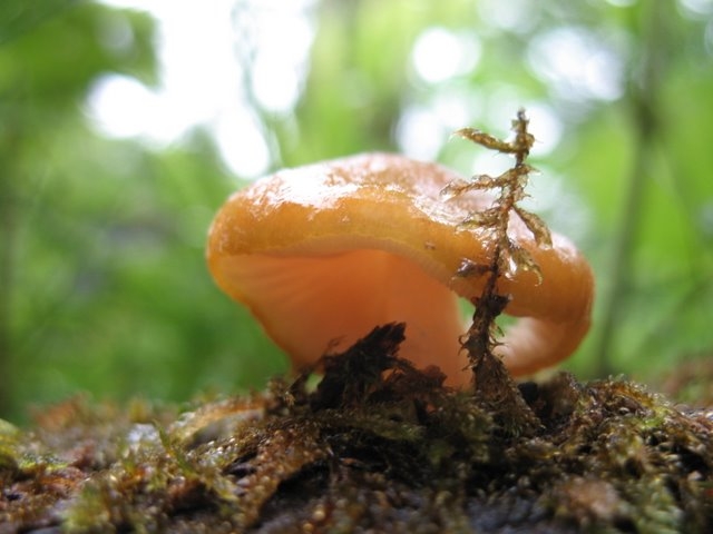 Pluteus leoninus 02 